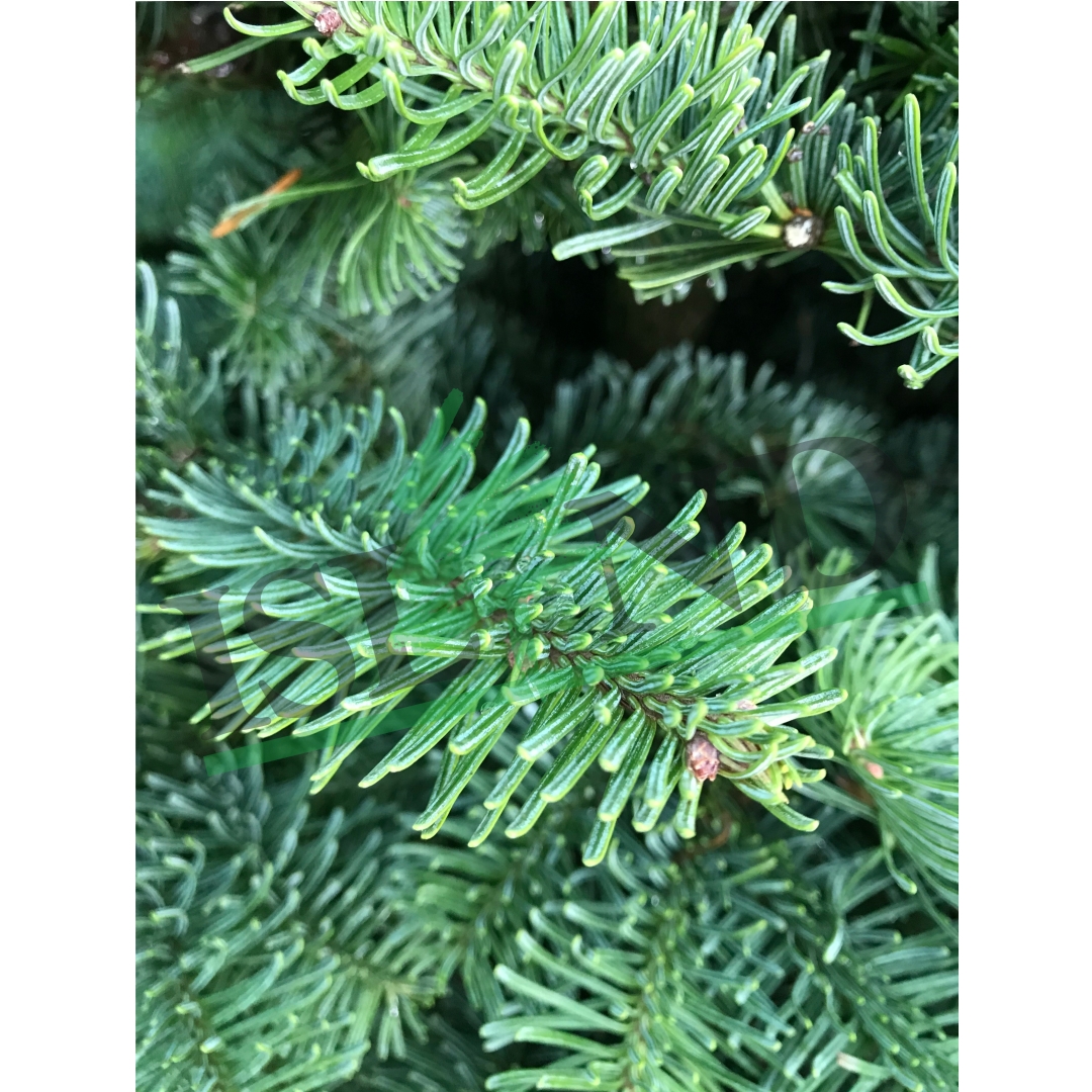 NOBLE FIR CHRISTMAS TREE 7FT8FT